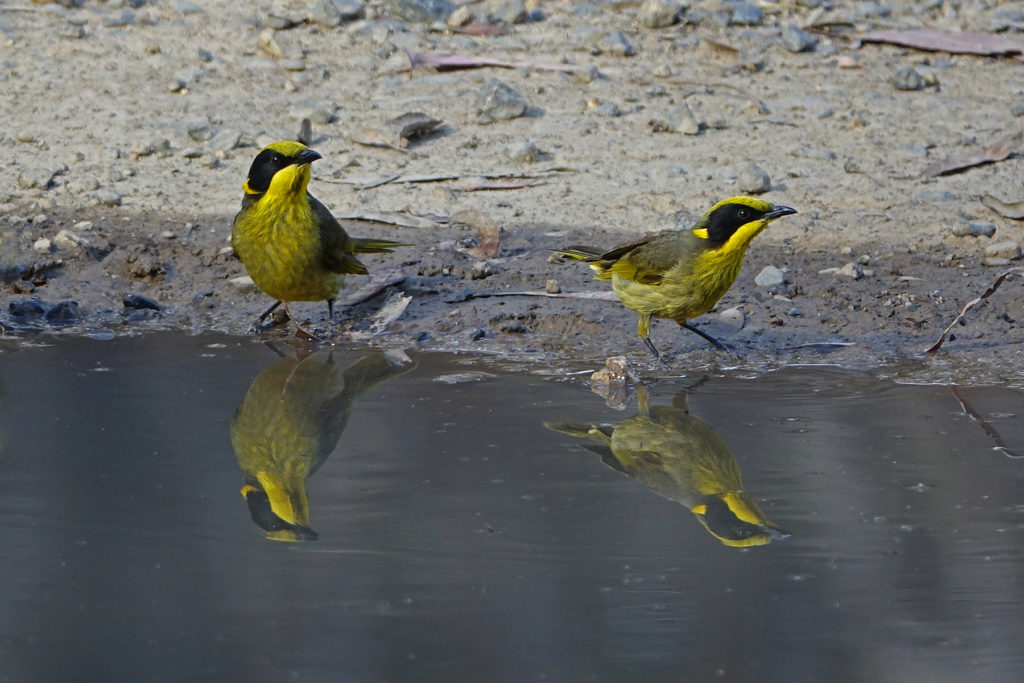 Birding Melbourne Melbourne’s Finest Birding Guides