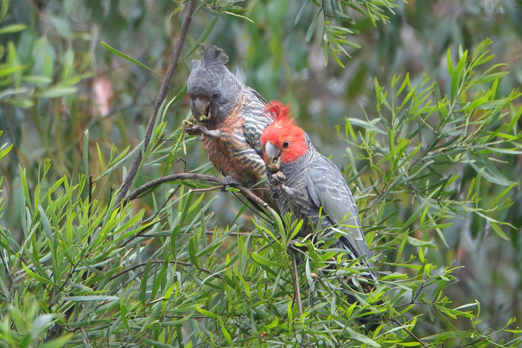 Birding Melbourne Melbourne’s Finest Birding Guides